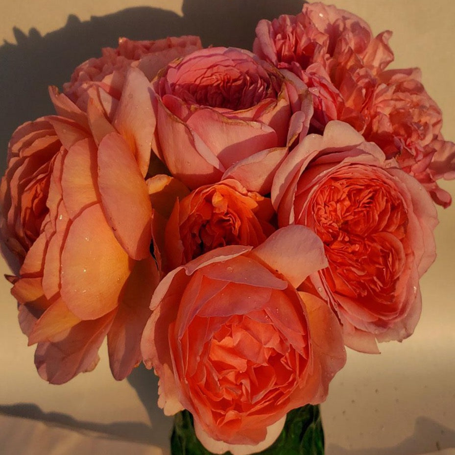 Abraham Darby - 1 Gallon Own Root Rose - Ma Cherie Roses
