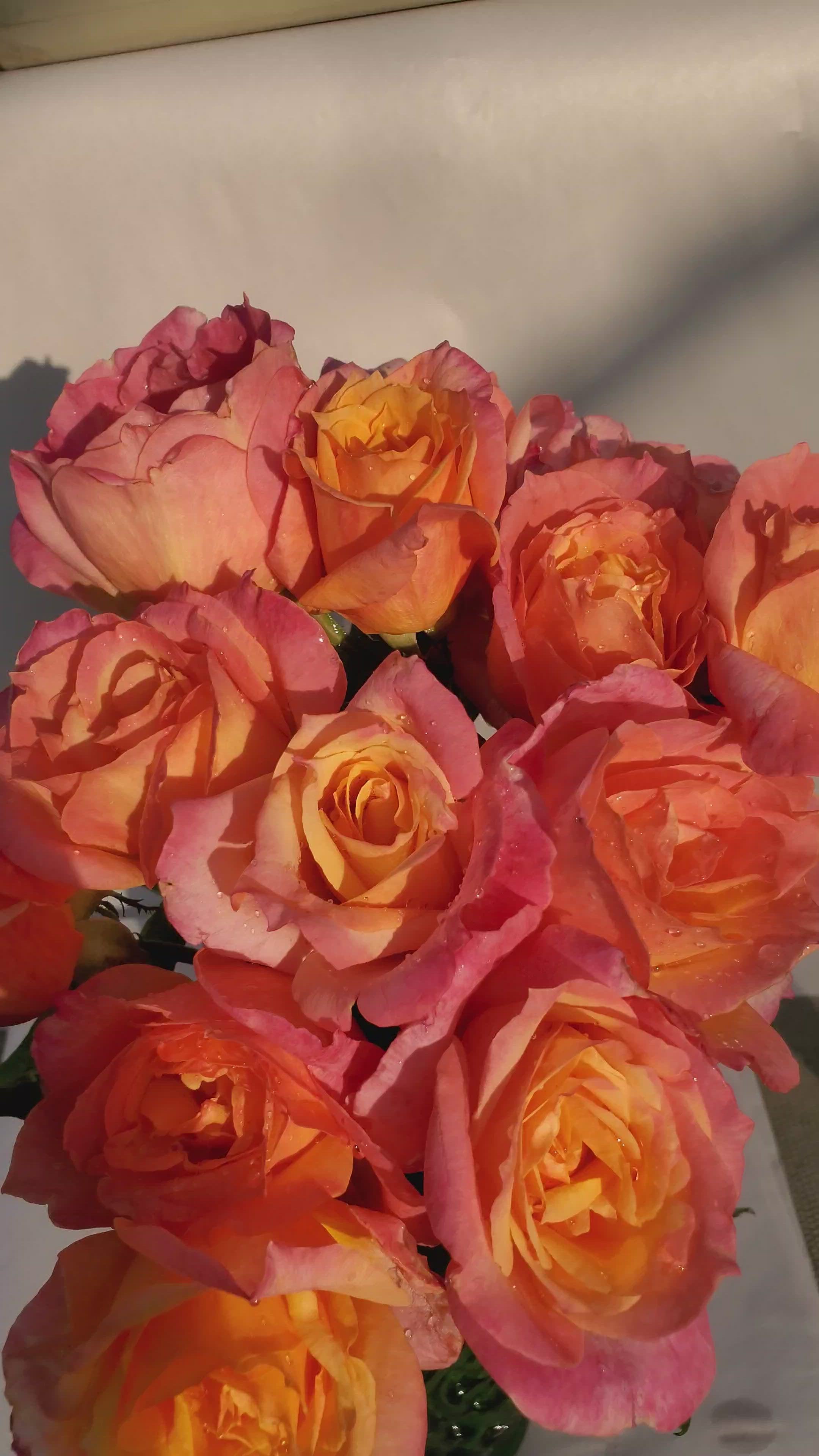 Broadway - 2 Quart Rose Potted Live Plant – Ma Cherie Roses