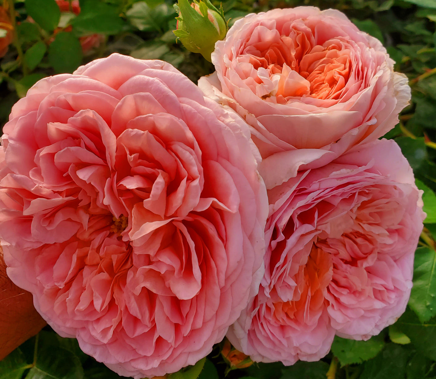 Abraham Darby - 1 Gallon Rose Live Plant - Ma Cherie Roses