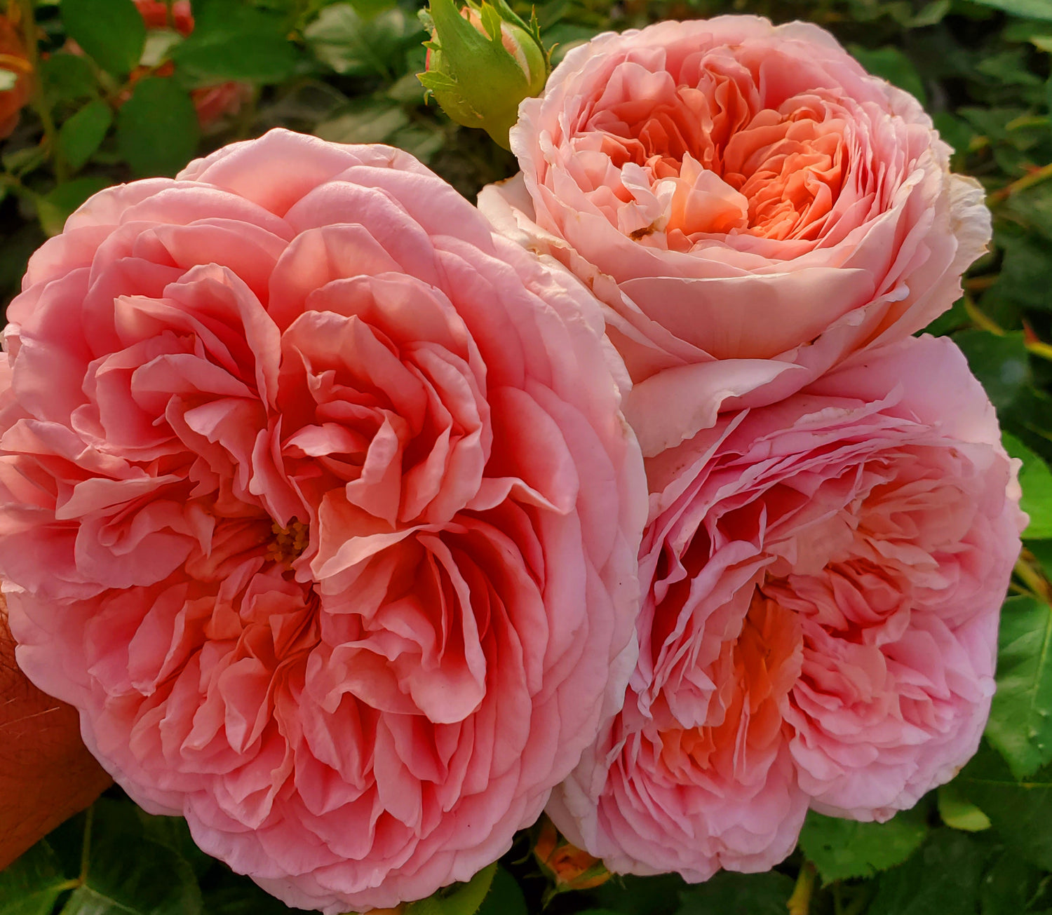 Abraham Darby - 1 Gallon Rose Live Plant - Ma Cherie Roses