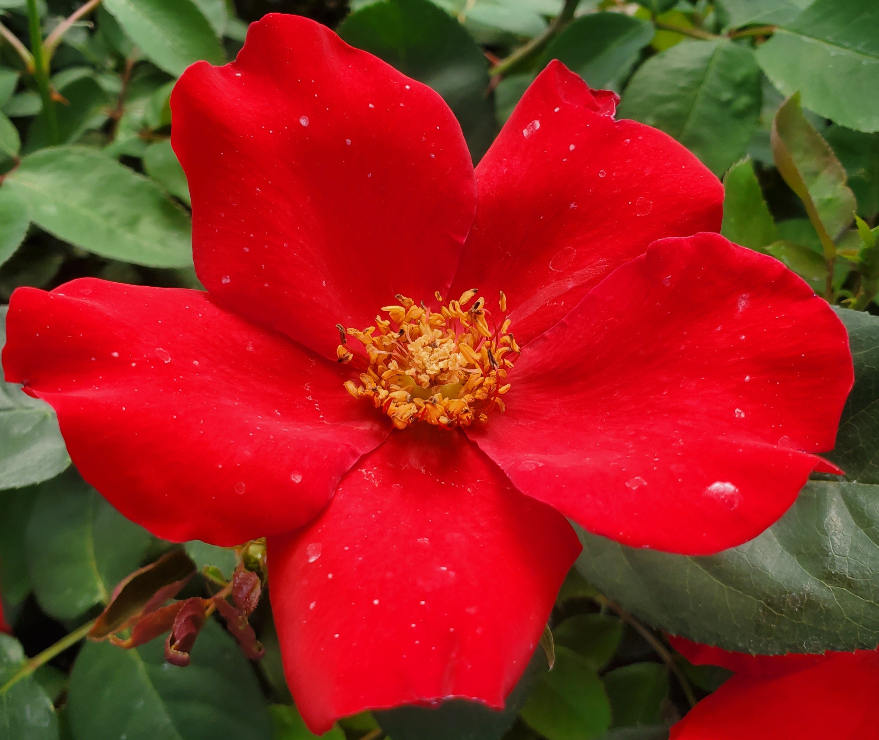 Altissimo 2 Quart Rose Live Plant - Ma Cherie Roses