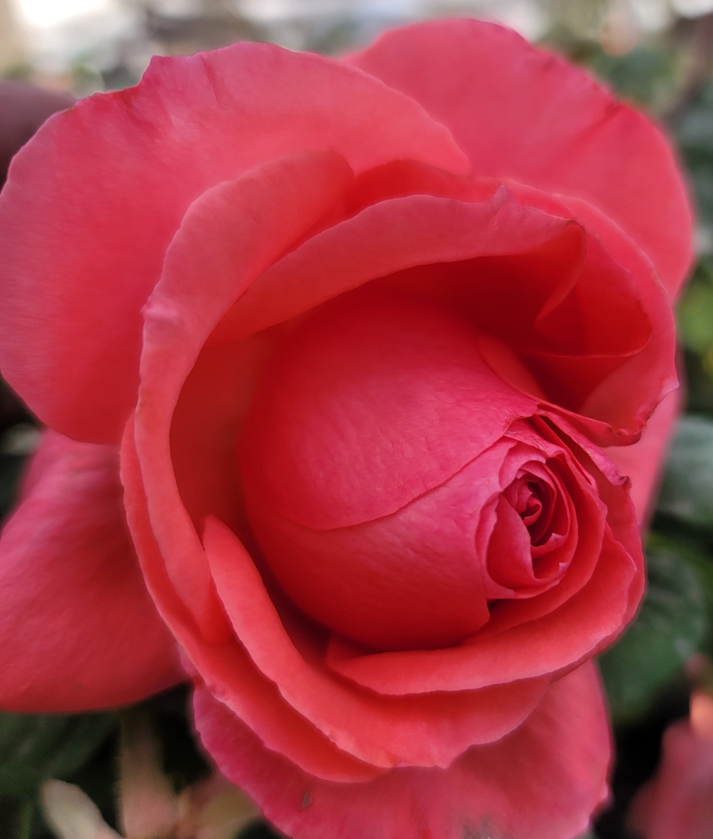 America 2 Quart Rose Live Plant - Ma Cherie Roses