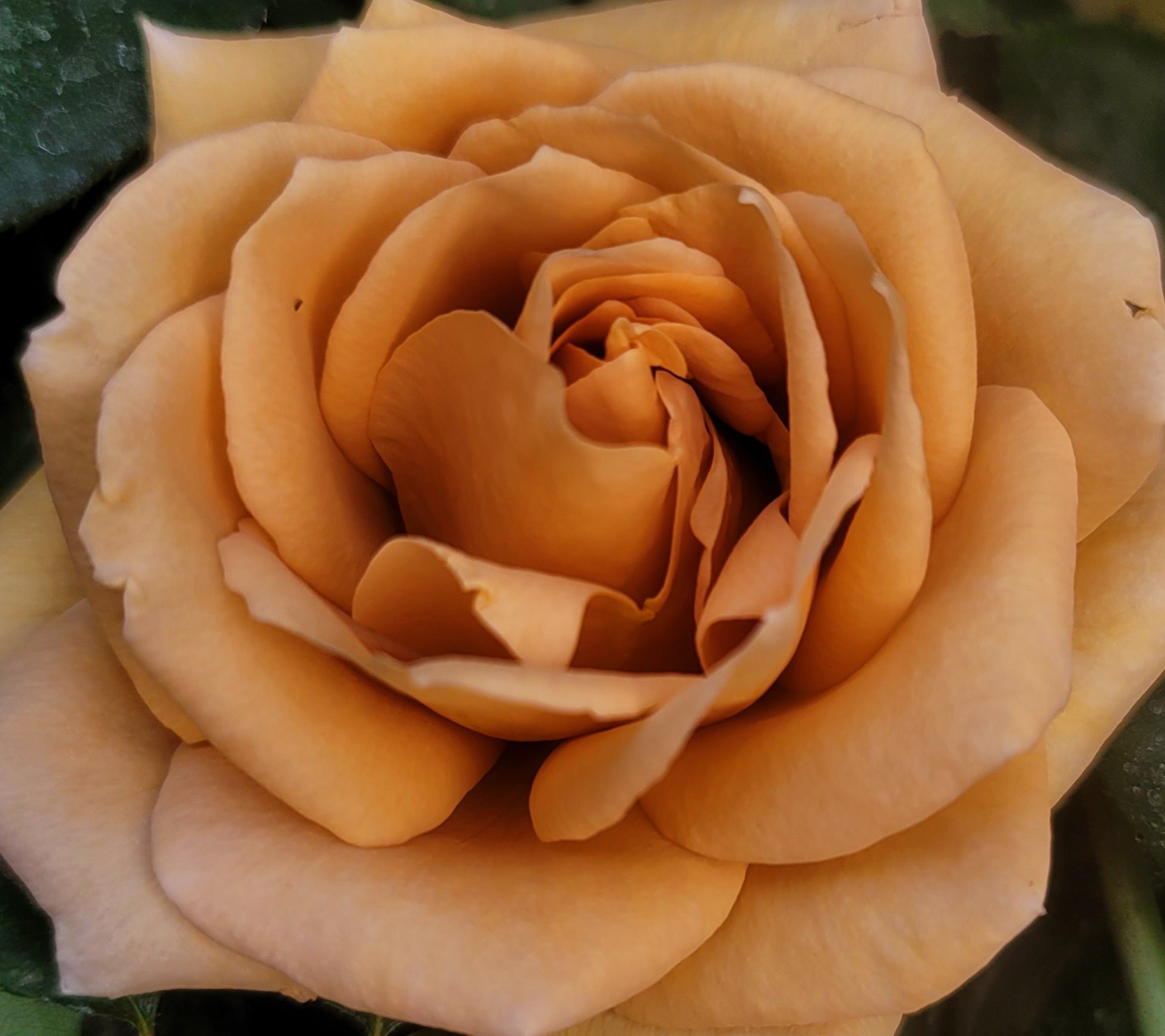 Butterscotch - 2 Quart Rose Potted Live Plant - Ma Cherie Roses