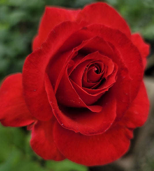 Camara - 2 Quart Rose Potted Live Plant - Ma Cherie Roses