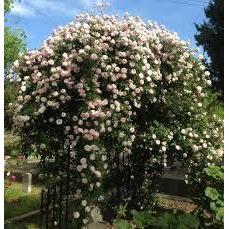 Cecile Brunner - 2 Quart Rose Potted Live Plant - Ma Cherie Roses