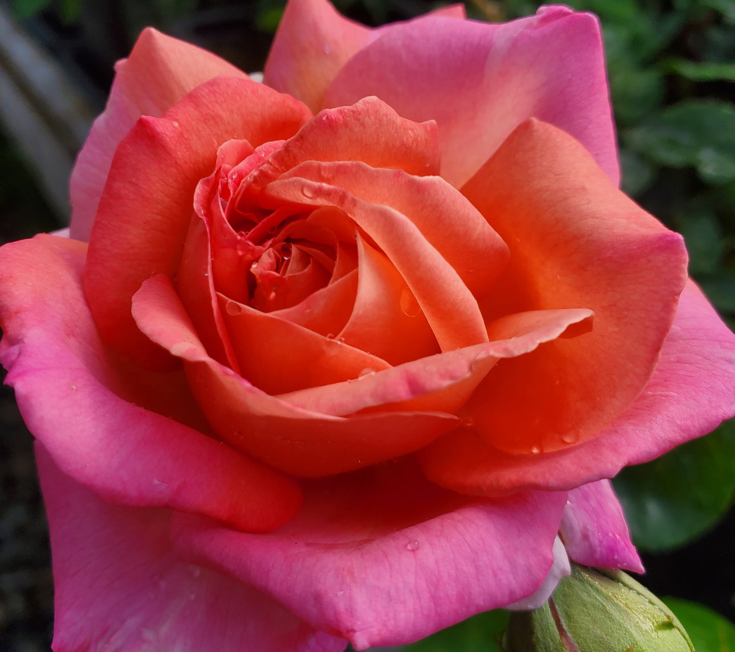 Chicago Peace - 2 Quart Rose Potted Live Plant - Ma Cherie Roses