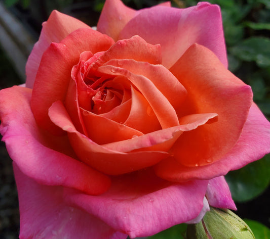 Chicago Peace - 2 Quart Rose Potted Live Plant - Ma Cherie Roses