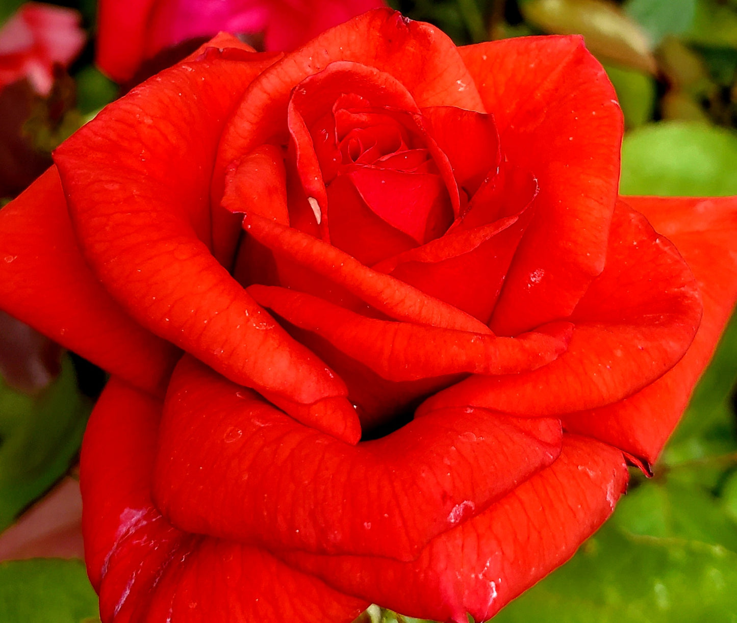 Dolly Parton - 2 Quart Rose Potted Live Plant - Ma Cherie Roses