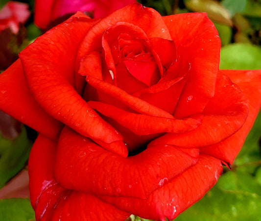 Dolly Parton - 2 Quart Rose Potted Live Plant - Ma Cherie Roses