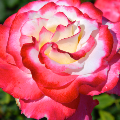 Double Delight - 1 Gallon Live Plant - Ma Cherie Roses