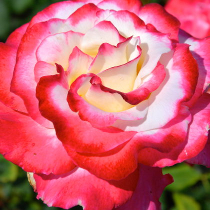 Double Delight Hybrid Tea Rose