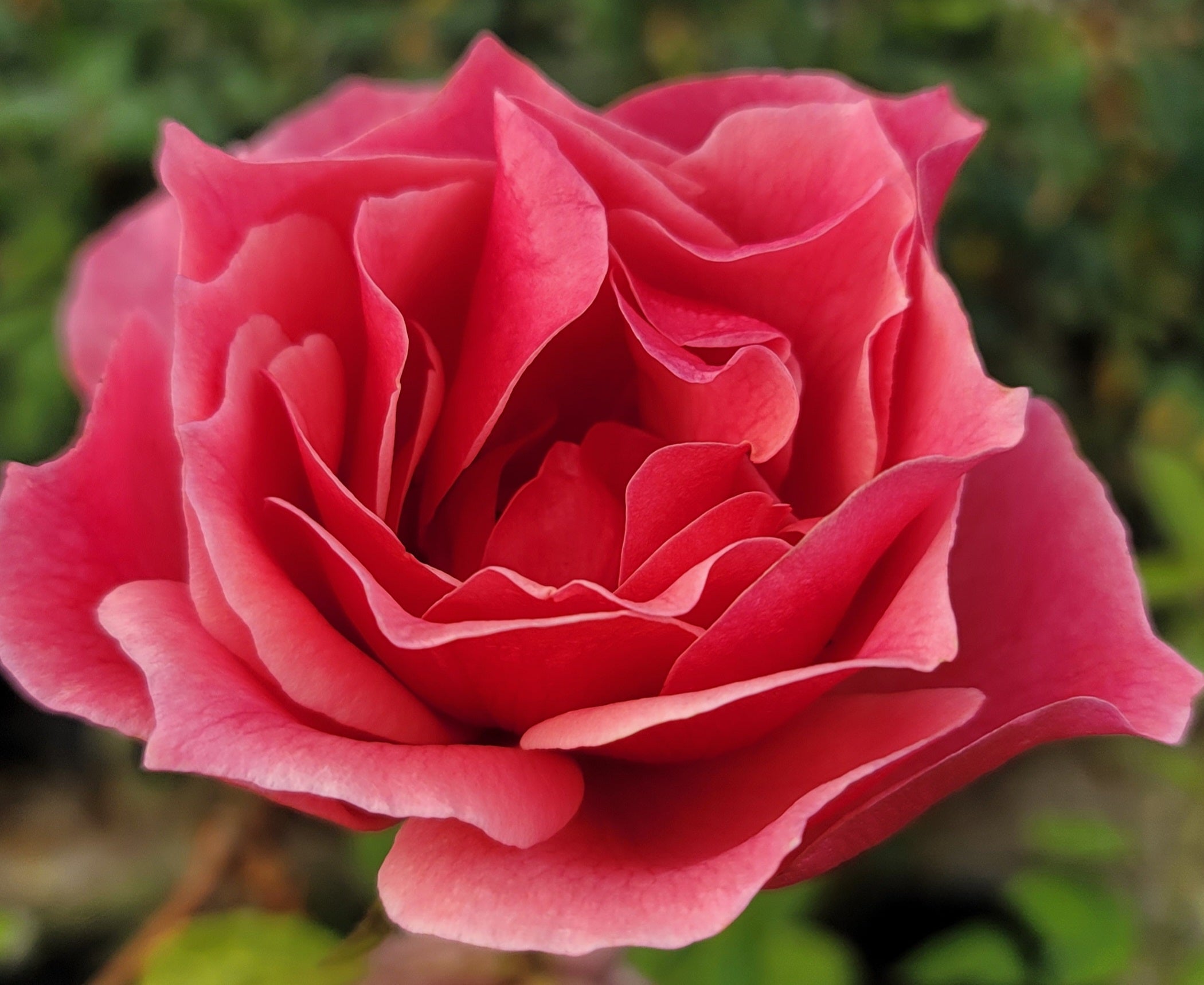 Duet - 2 Quart Rose Potted Live Plant - Ma Cherie Roses