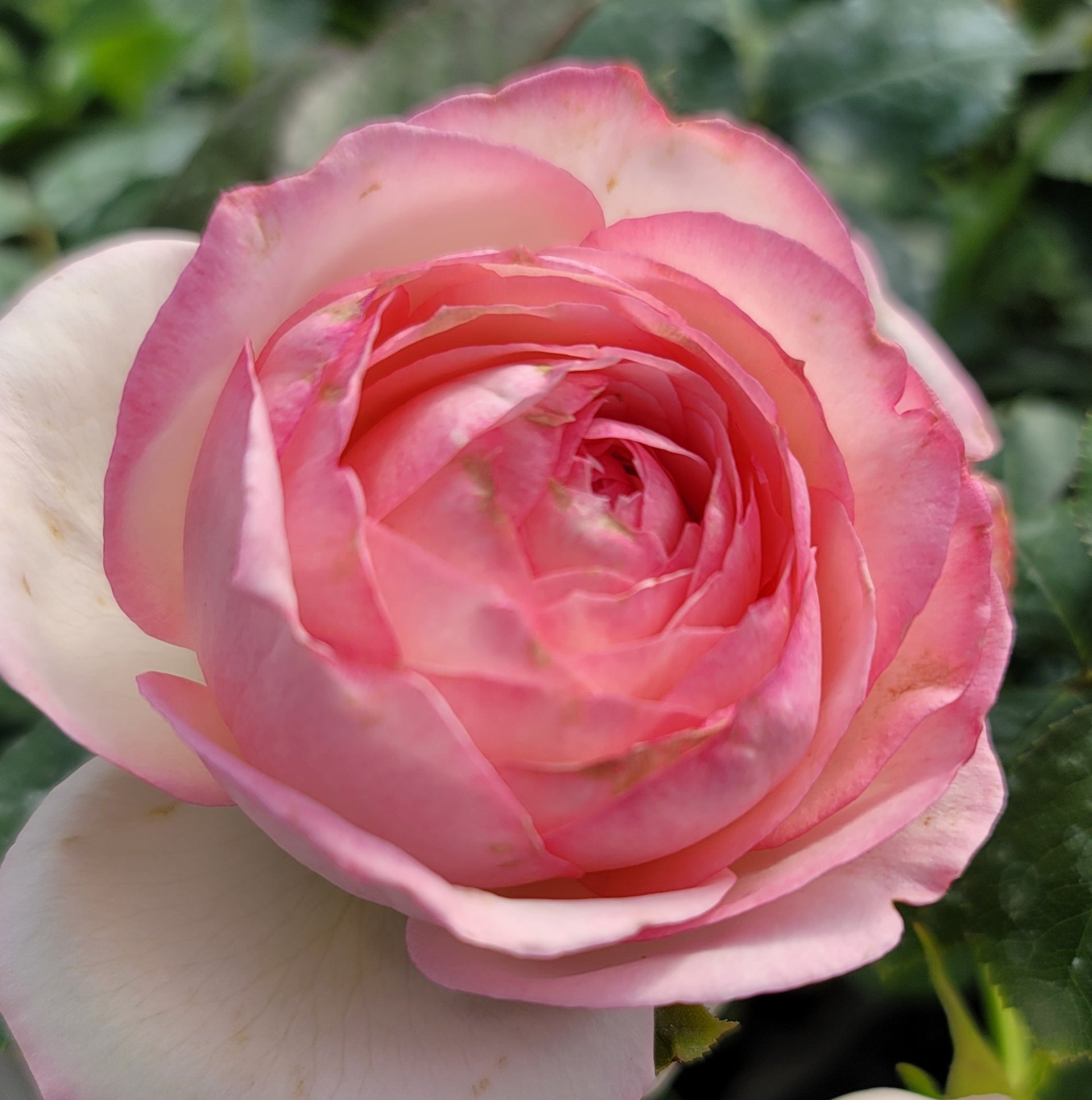 Eden Rose - 2 Quart Rose Live Plant - Ma Cherie Roses
