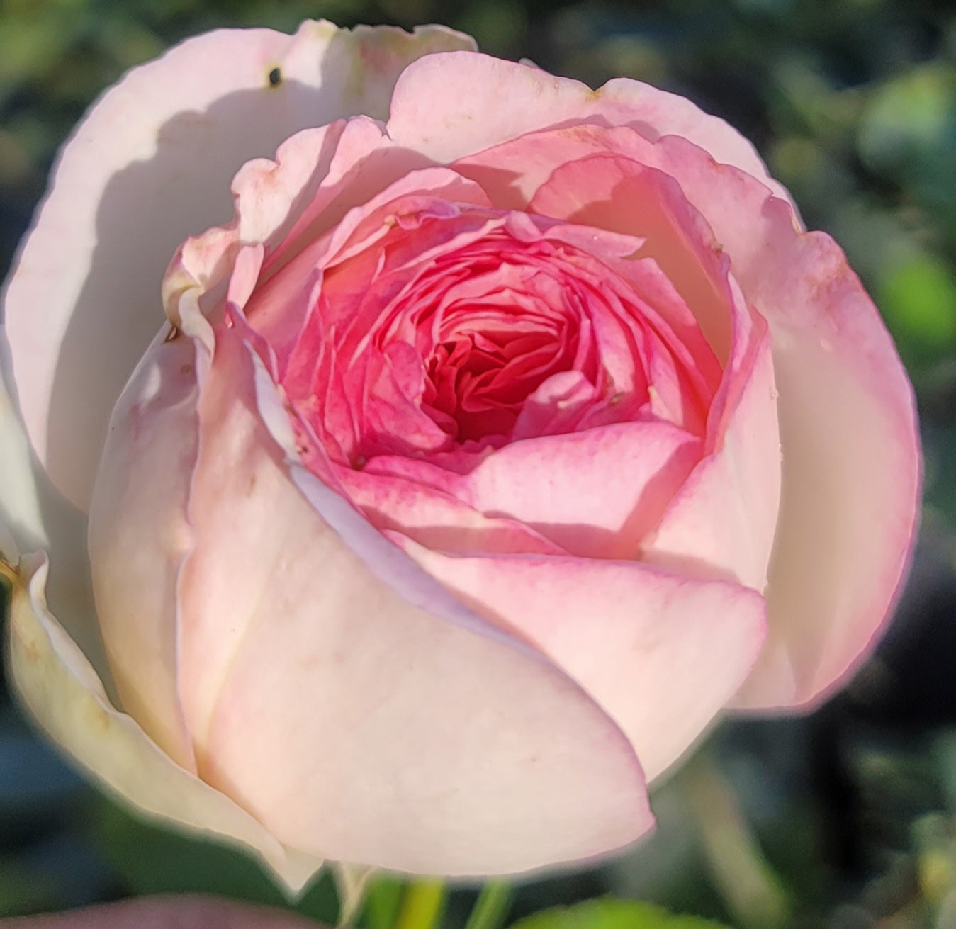 Eden Rose - 2 Quart Rose Live Plant - Ma Cherie Roses