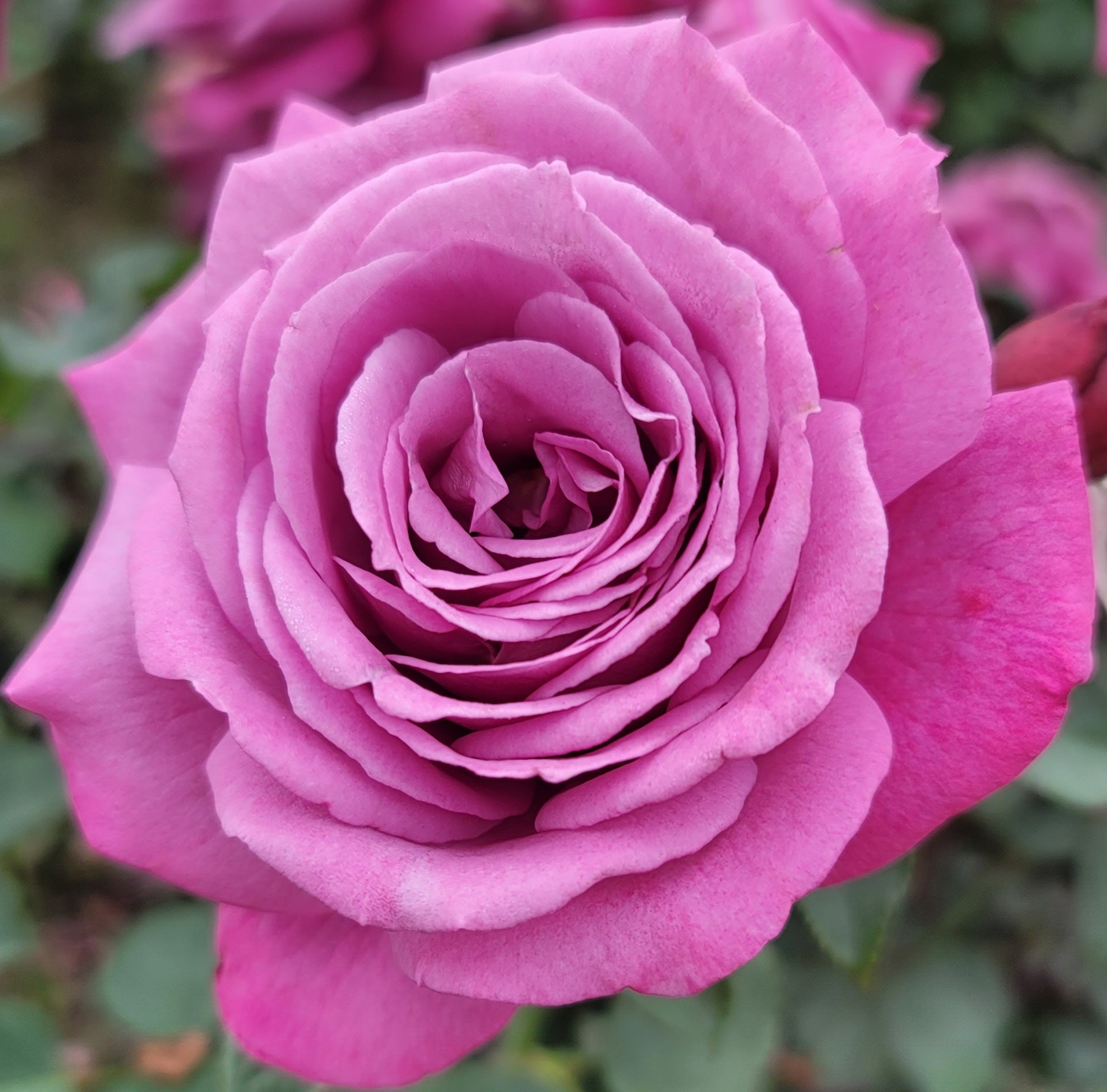 Heirloom - 2 Quart Rose Potted Live Plant - Ma Cherie Roses