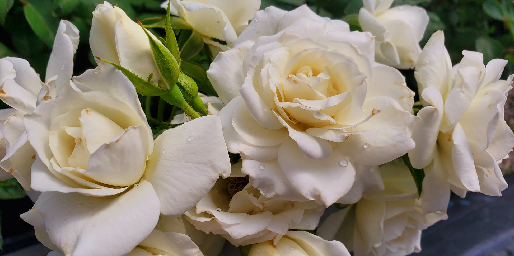Iceberg - 2 Quart Rose Potted Live Plant - Ma Cherie Roses