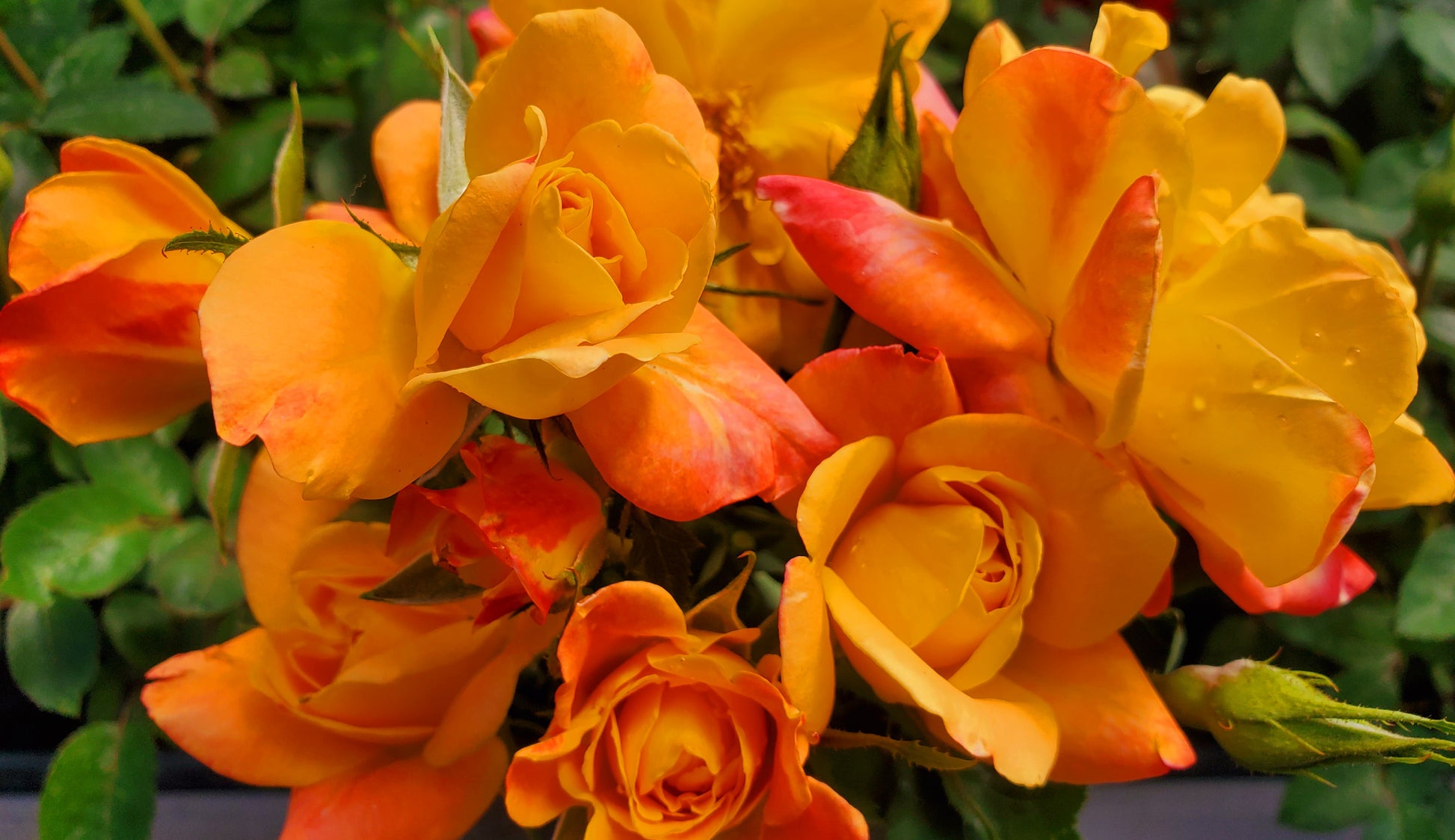 Josephs Coat - Climber 1 Gallon Live Plant - Ma Cherie Roses