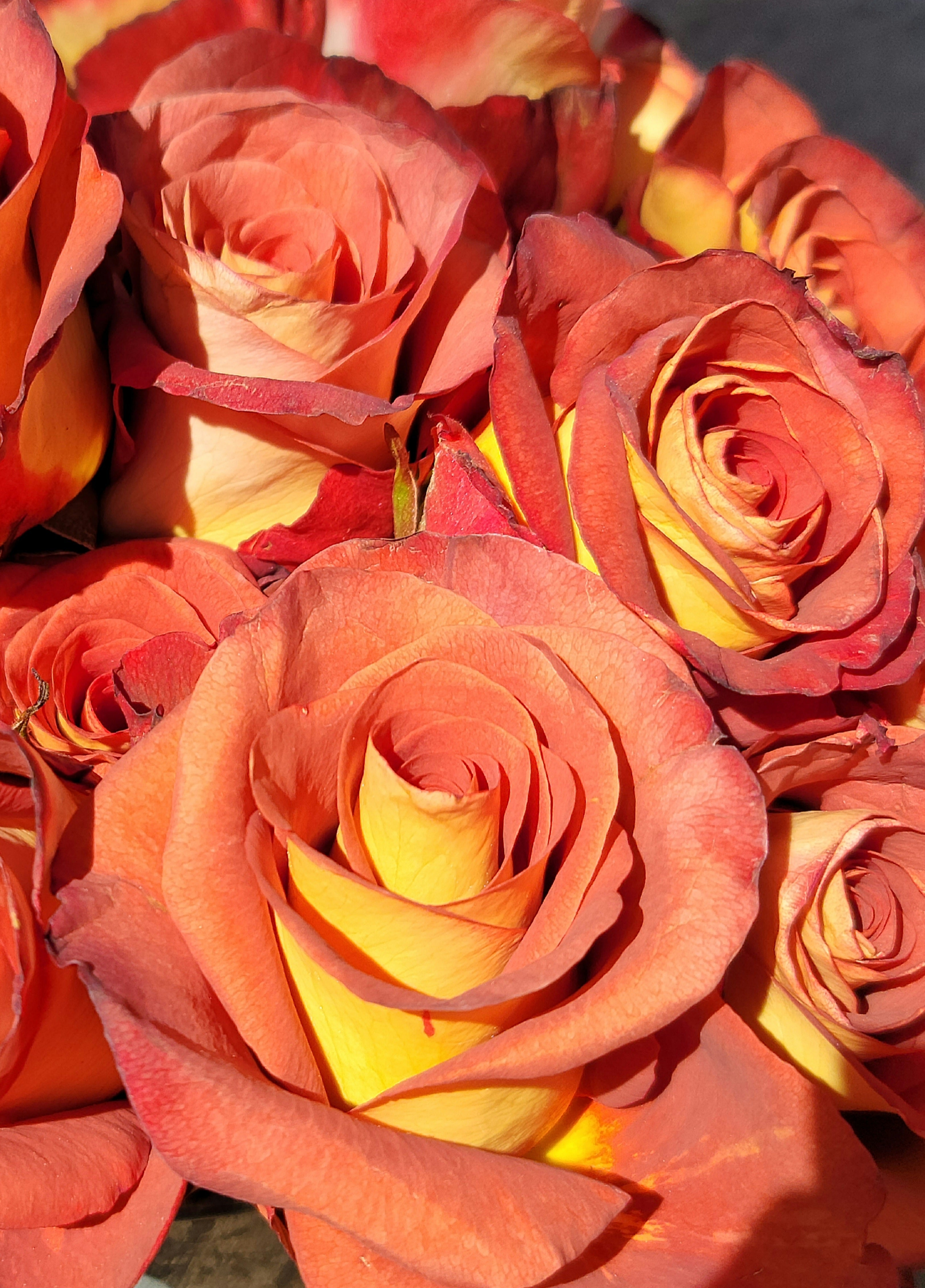 Leonidas - 2 Quart Rose Potted Live Plant - Ma Cherie Roses