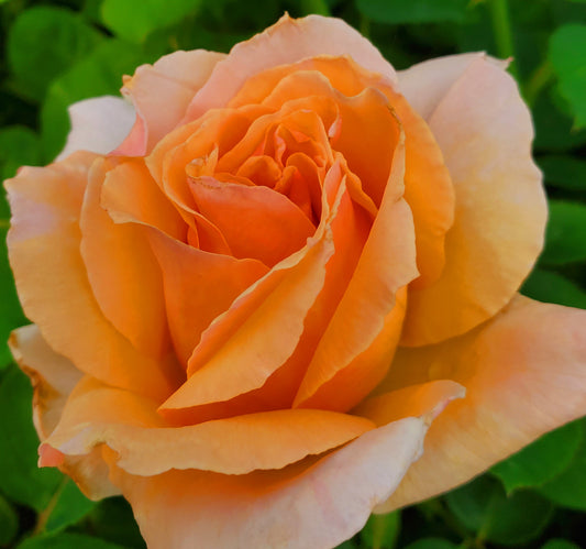 Medallion - 1 Gallon Live Plant - Ma Cherie Roses