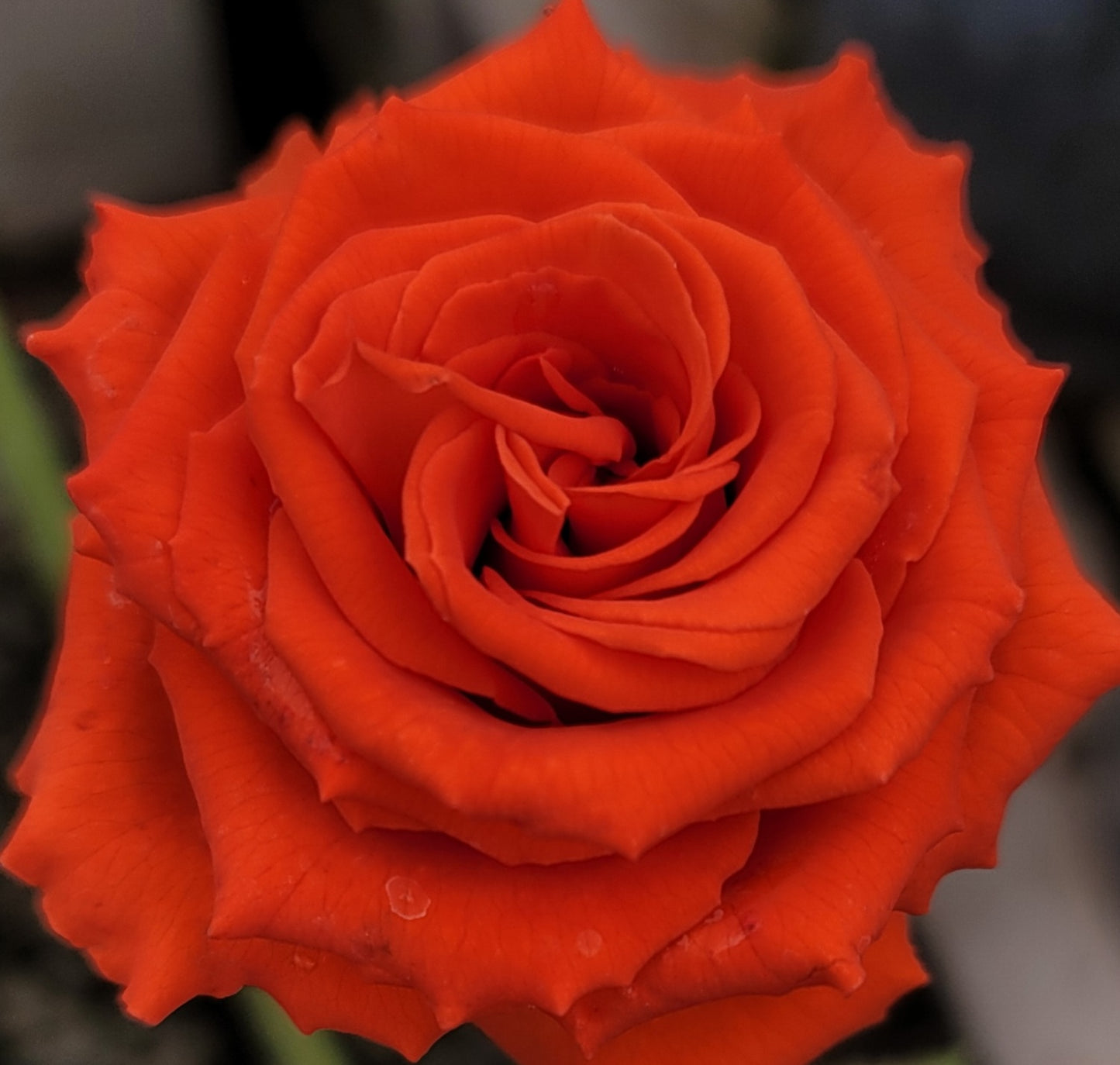 Mercedes - 2 Quart Rose Potted Live Plant - Ma Cherie Roses