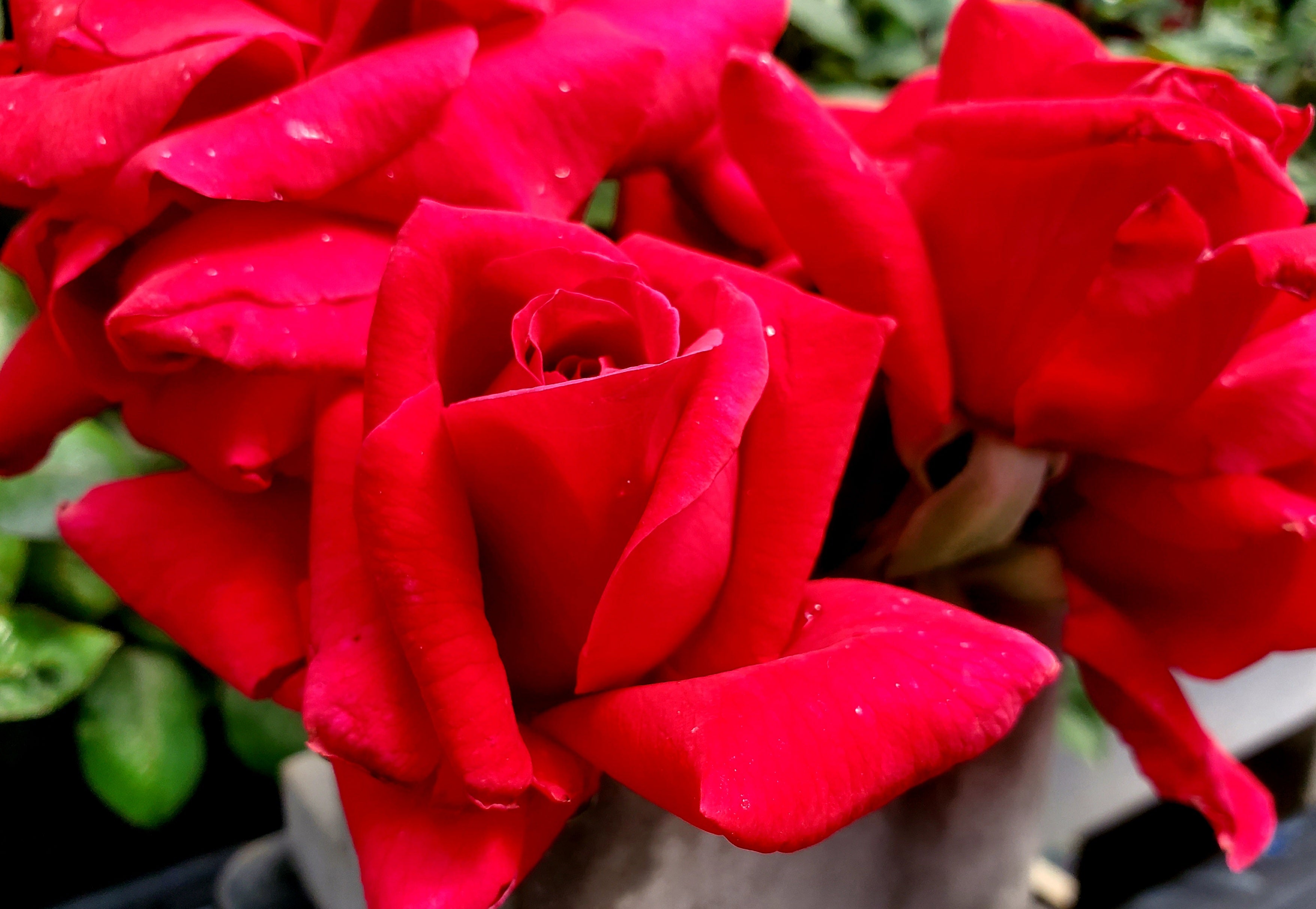 Mister Lincoln - 2 Quart Rose Live Plant - Ma Cherie Roses