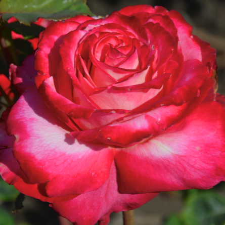 Mon Cheri - 2 Quart Rose Potted Live Plant - Ma Cherie Roses