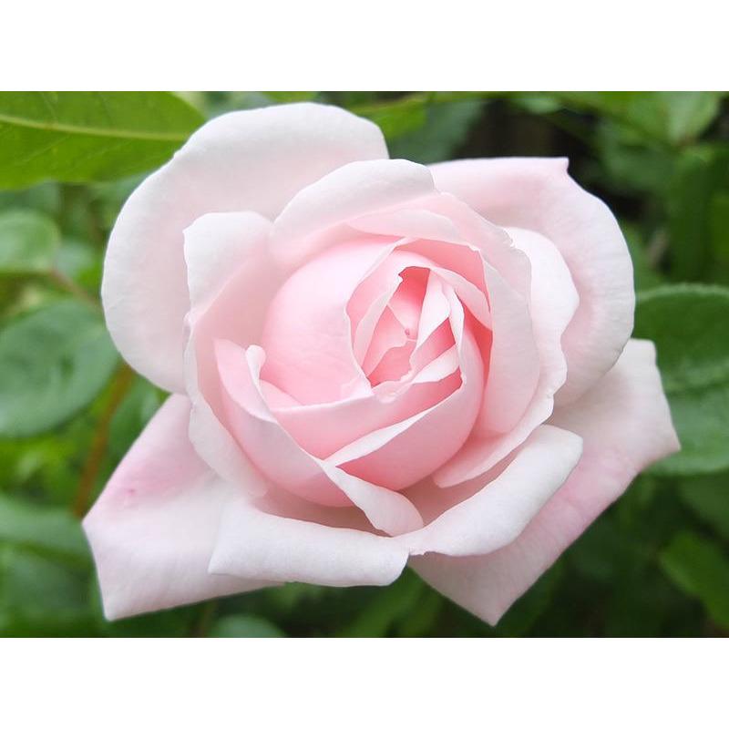 New Dawn - 2 Quart Rose Live Plant - Ma Cherie Roses