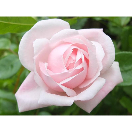 New Dawn - 2 Quart Rose Live Plant - Ma Cherie Roses
