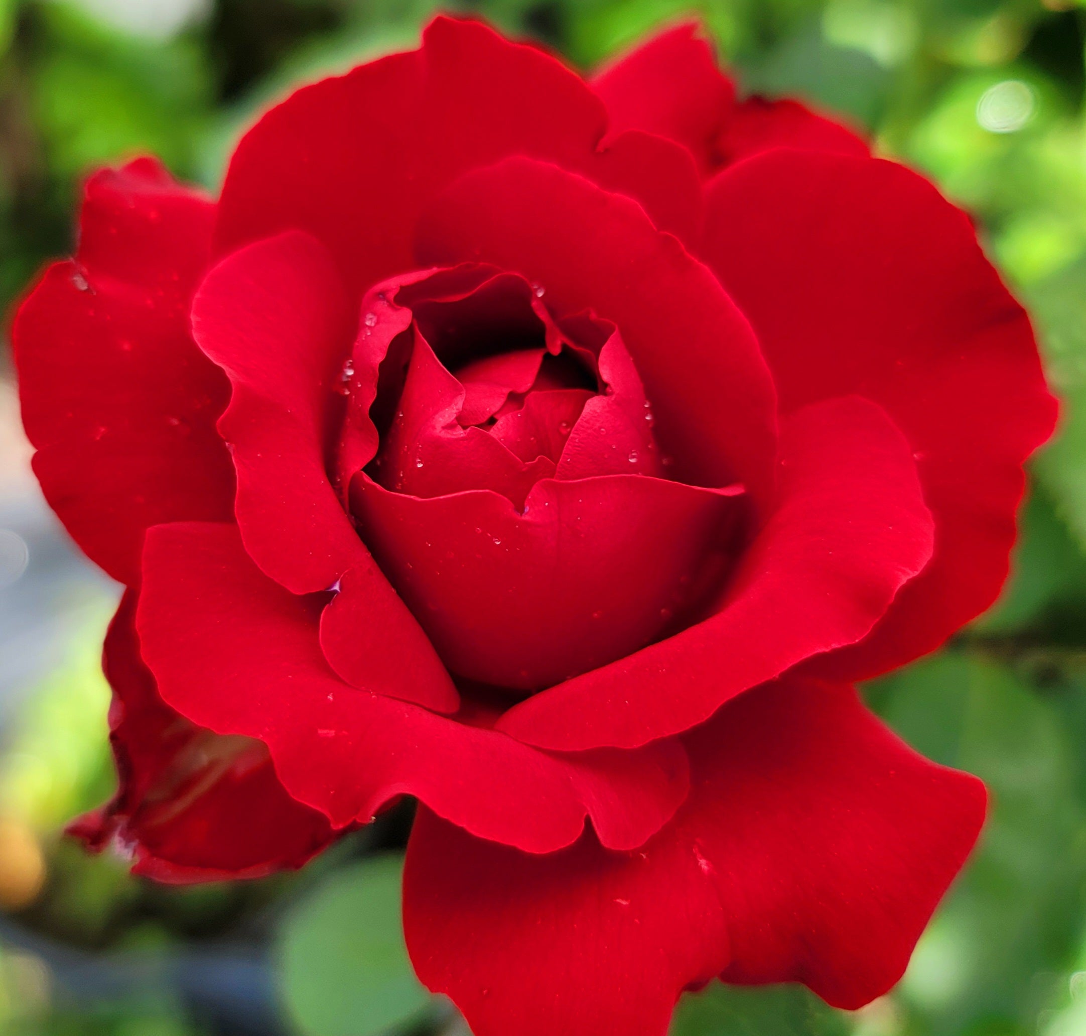 Olympiad - 2 Quart Rose Potted Live Plant - Ma Cherie Roses