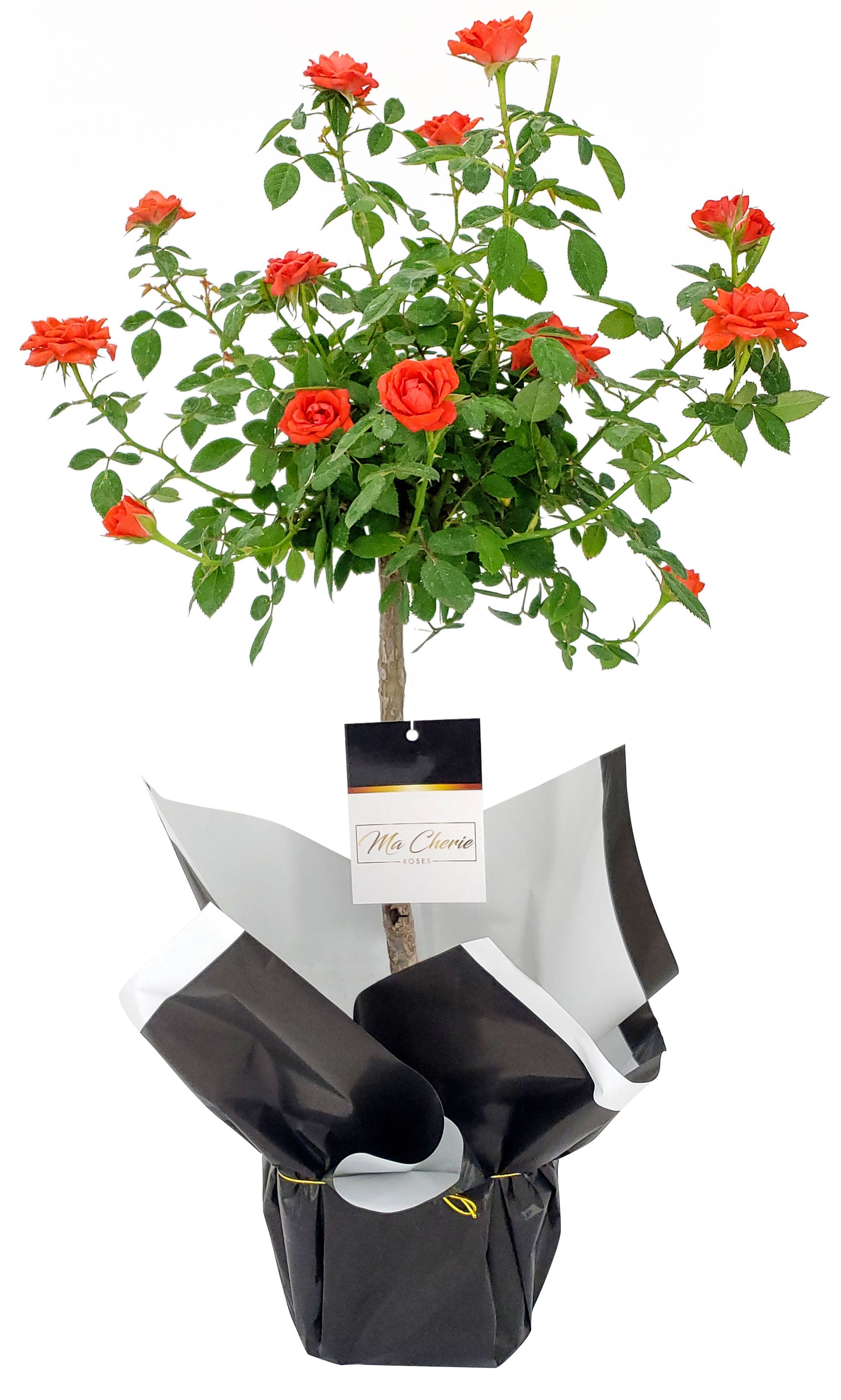 Pink Lemonade Floral Mini Tree Rose - Ma Cherie Roses