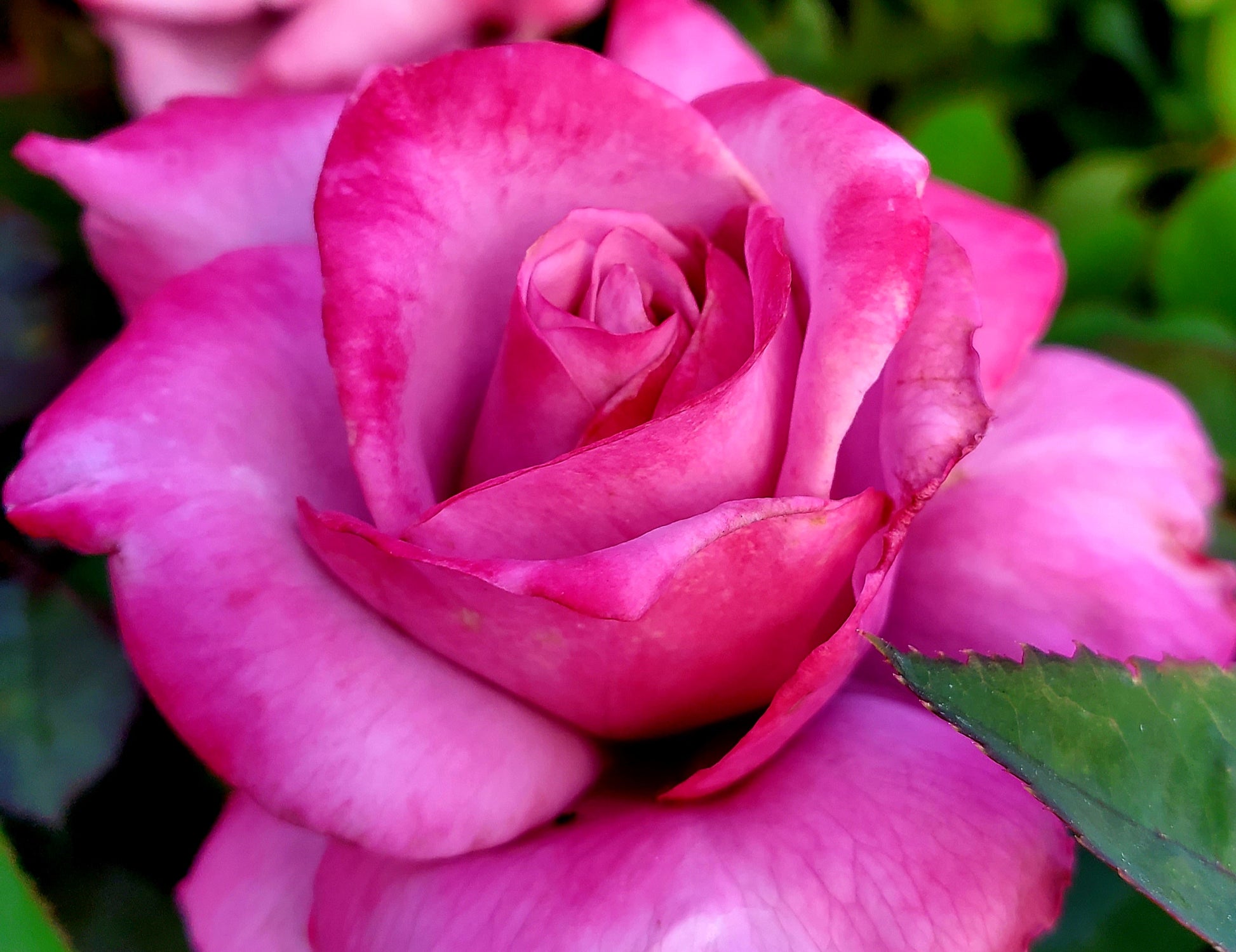 Paradise - 2 Quart Rose Live Potted Plant - Ma Cherie Roses