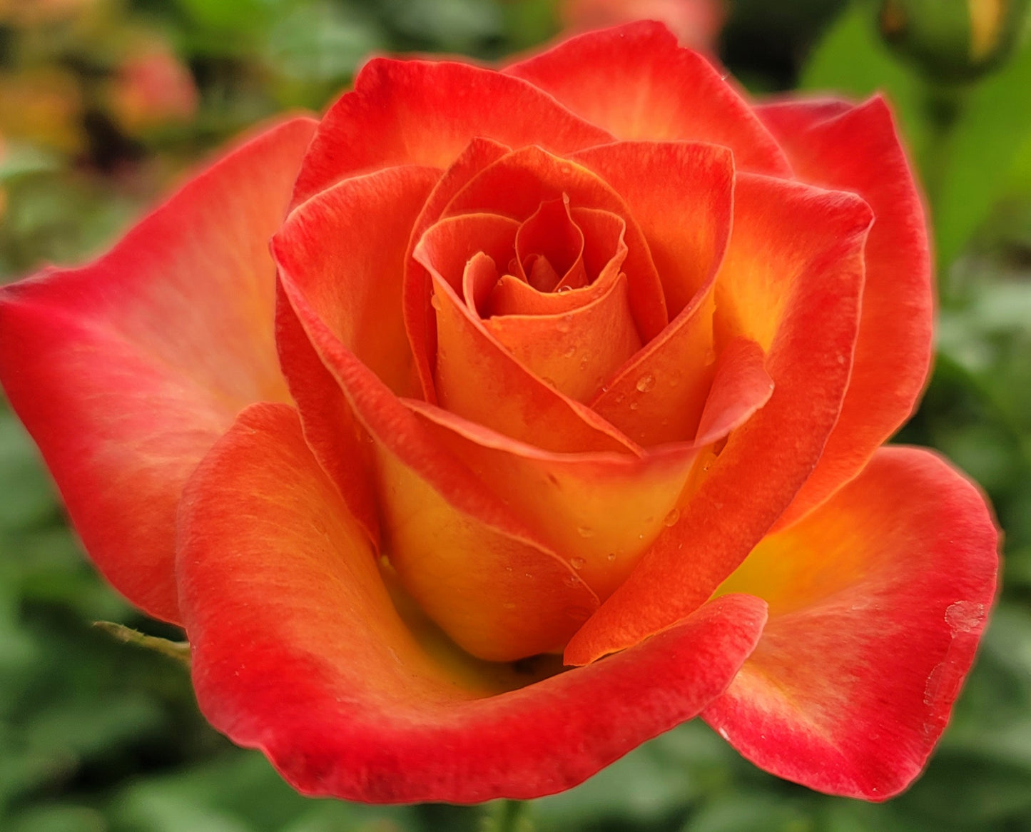 Perfect Moment - 2 Quart Rose Potted Live Plant - Ma Cherie Roses
