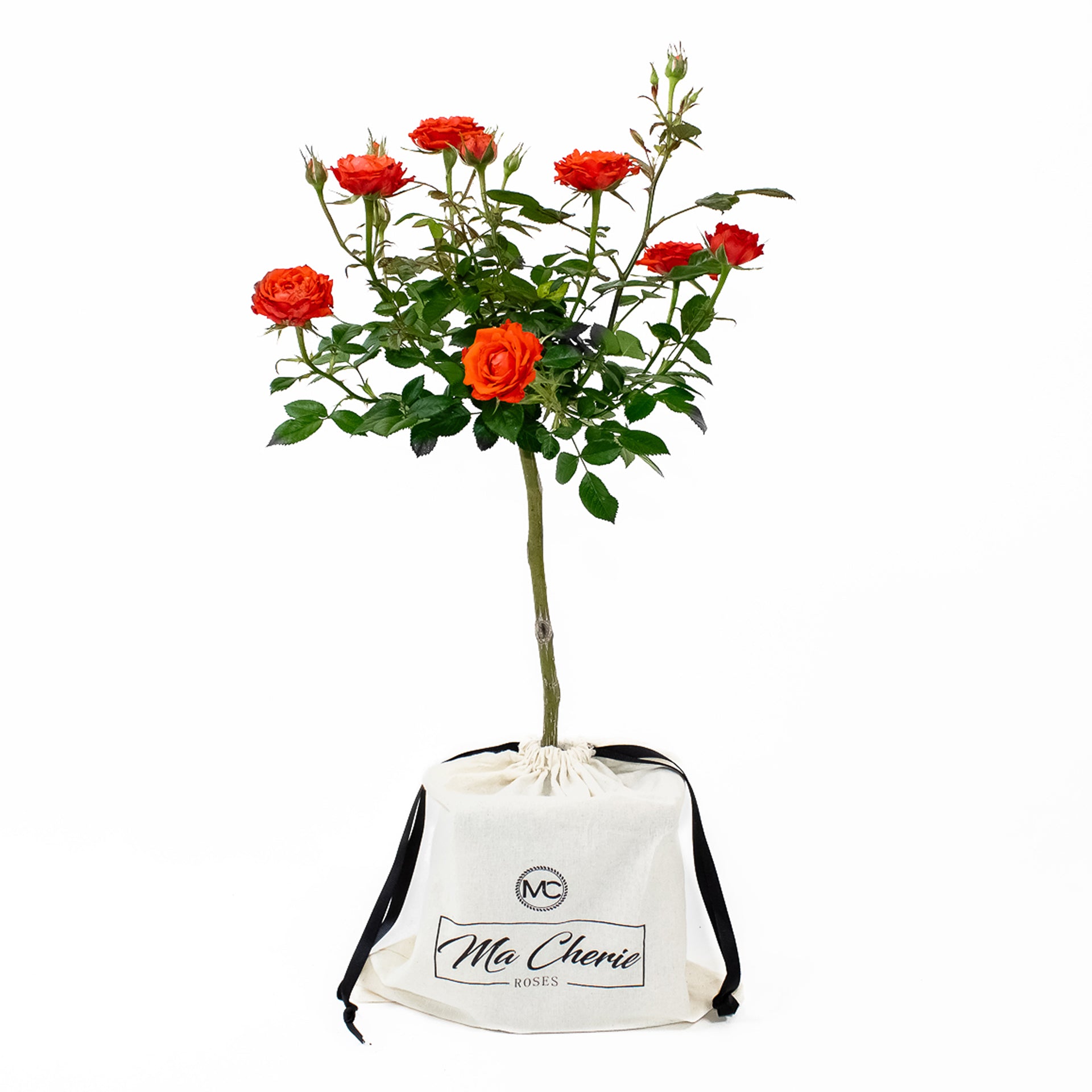Orange Floral Mini Tree Rose - Ma Cherie Roses