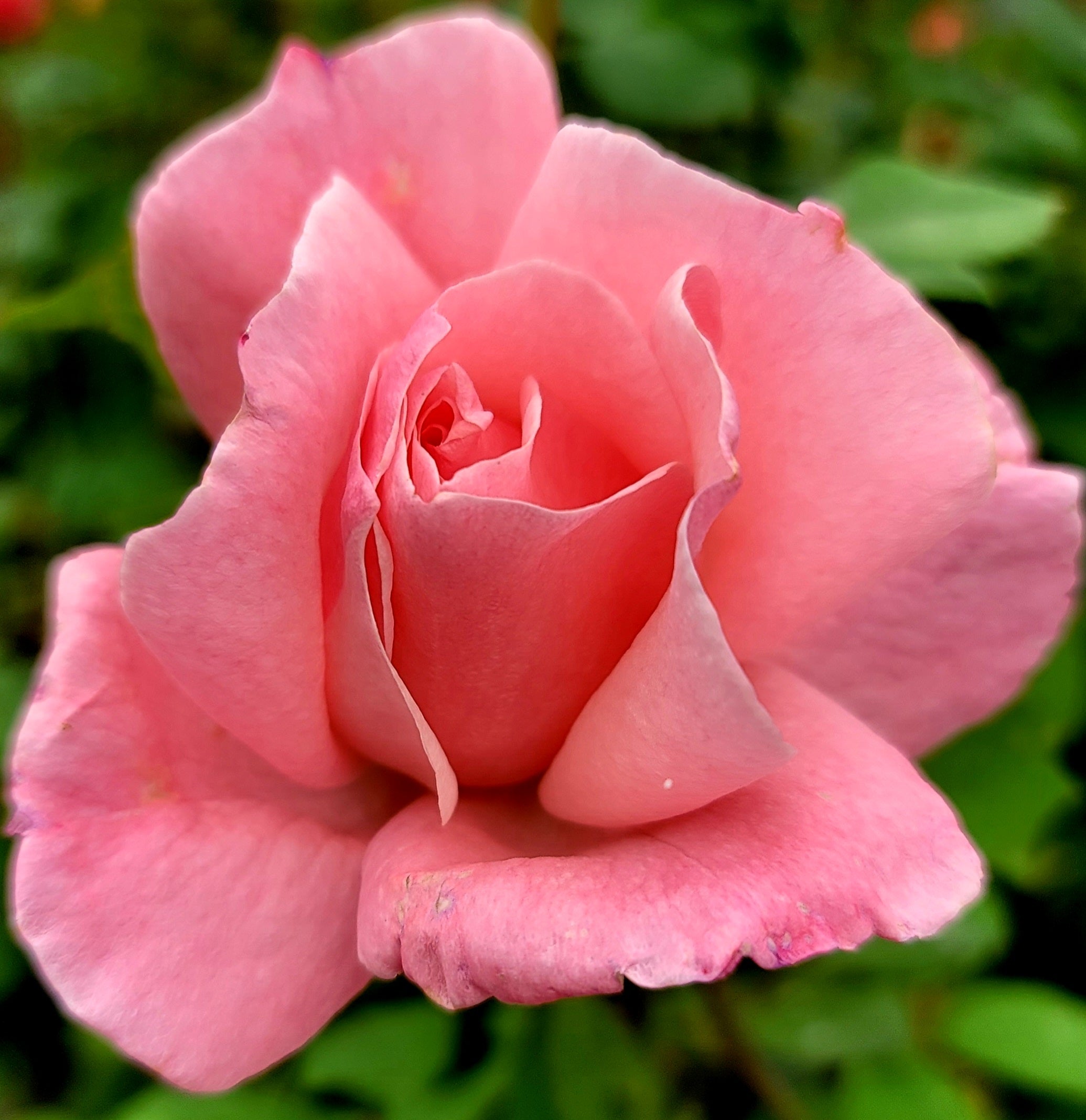 Qs Roses Queen Elizabeth - 2 Quart Rose Potted Live Plant – Ma Cherie Roses