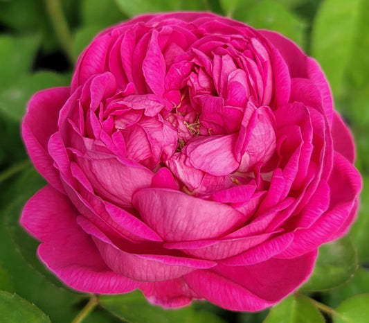 Rose De Rescht 2 Quart Rose Live Plant - Ma Cherie Roses