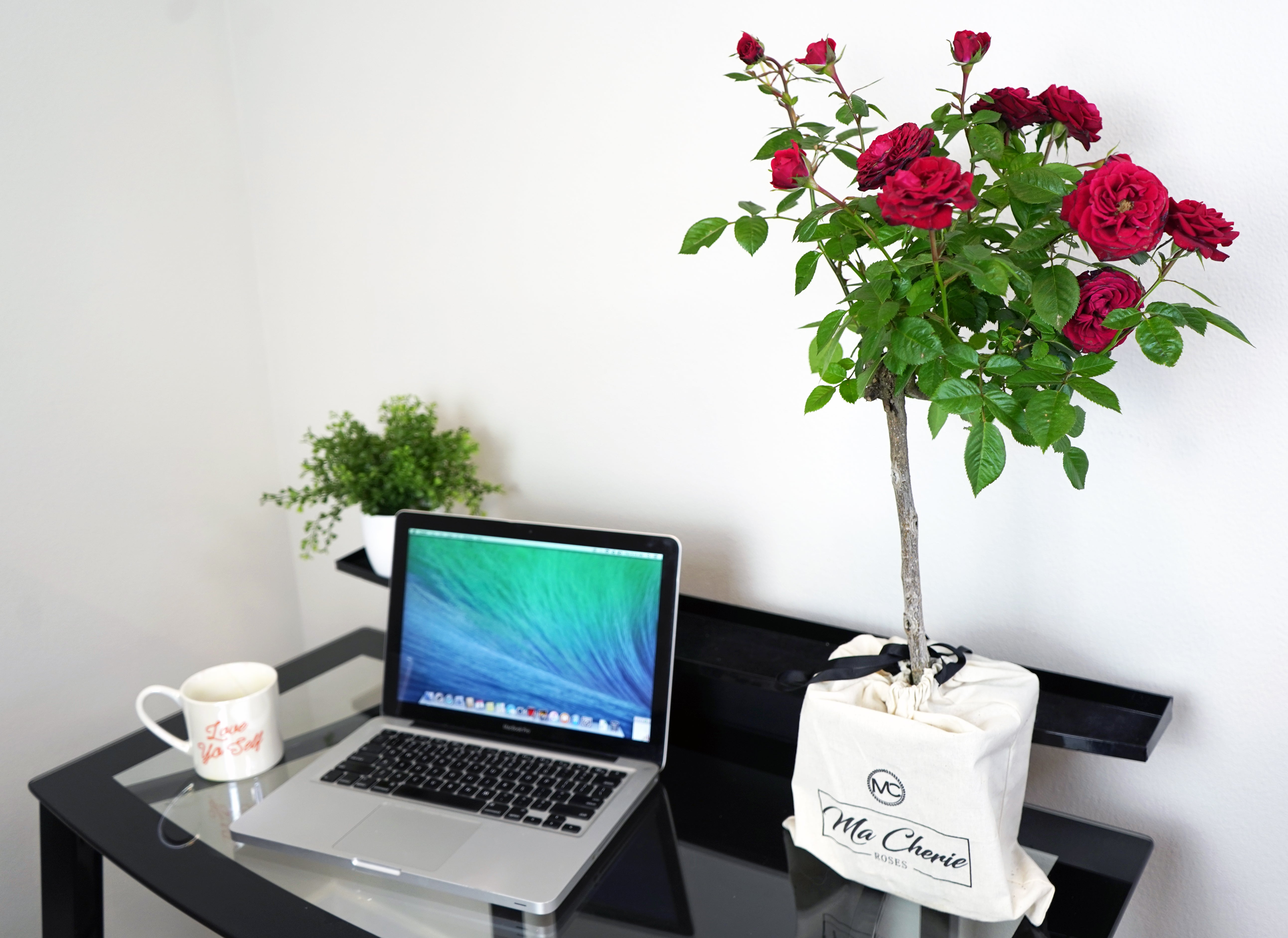 Ruby Floral Mini Tree Rose - Ma Cherie Roses