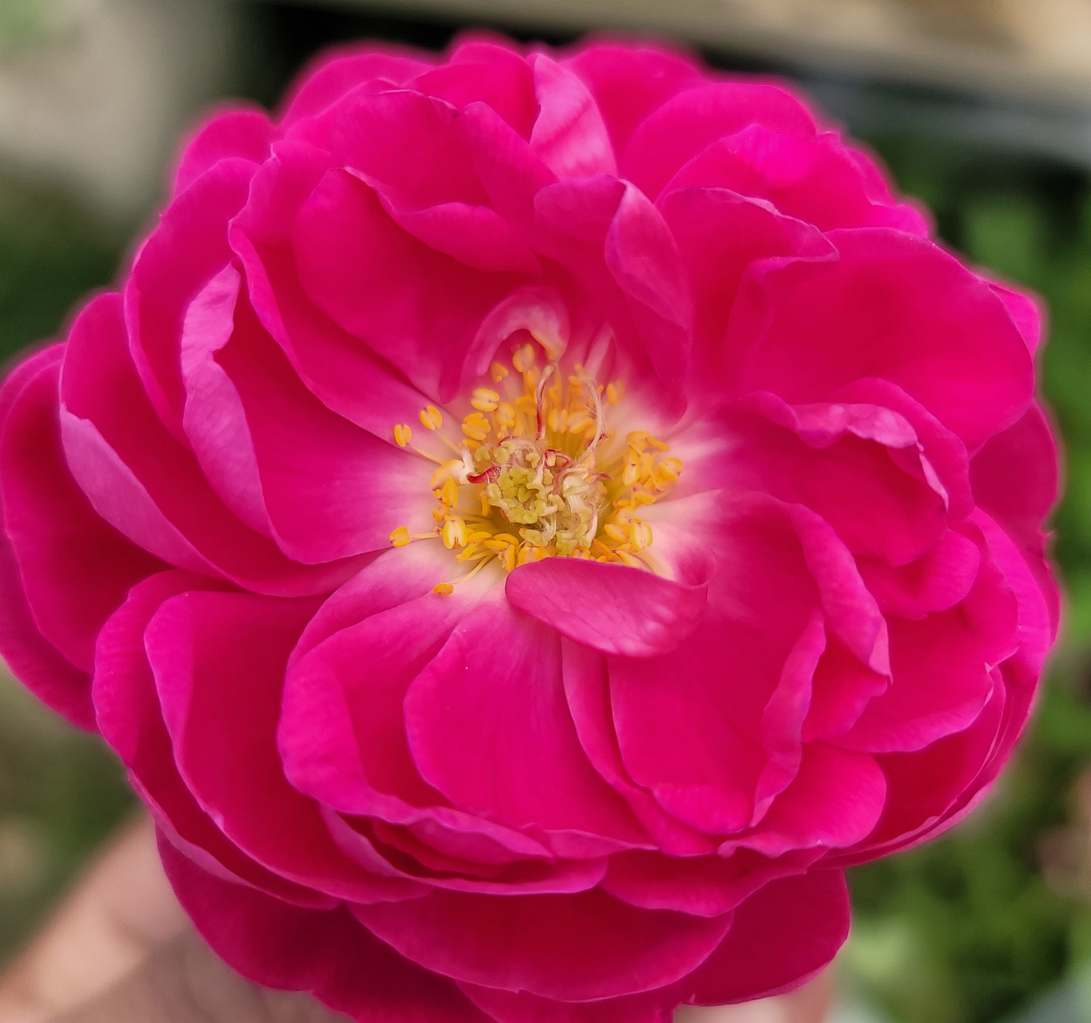 Rose De Rescht 2 Quart Rose Live Plant - Ma Cherie Roses