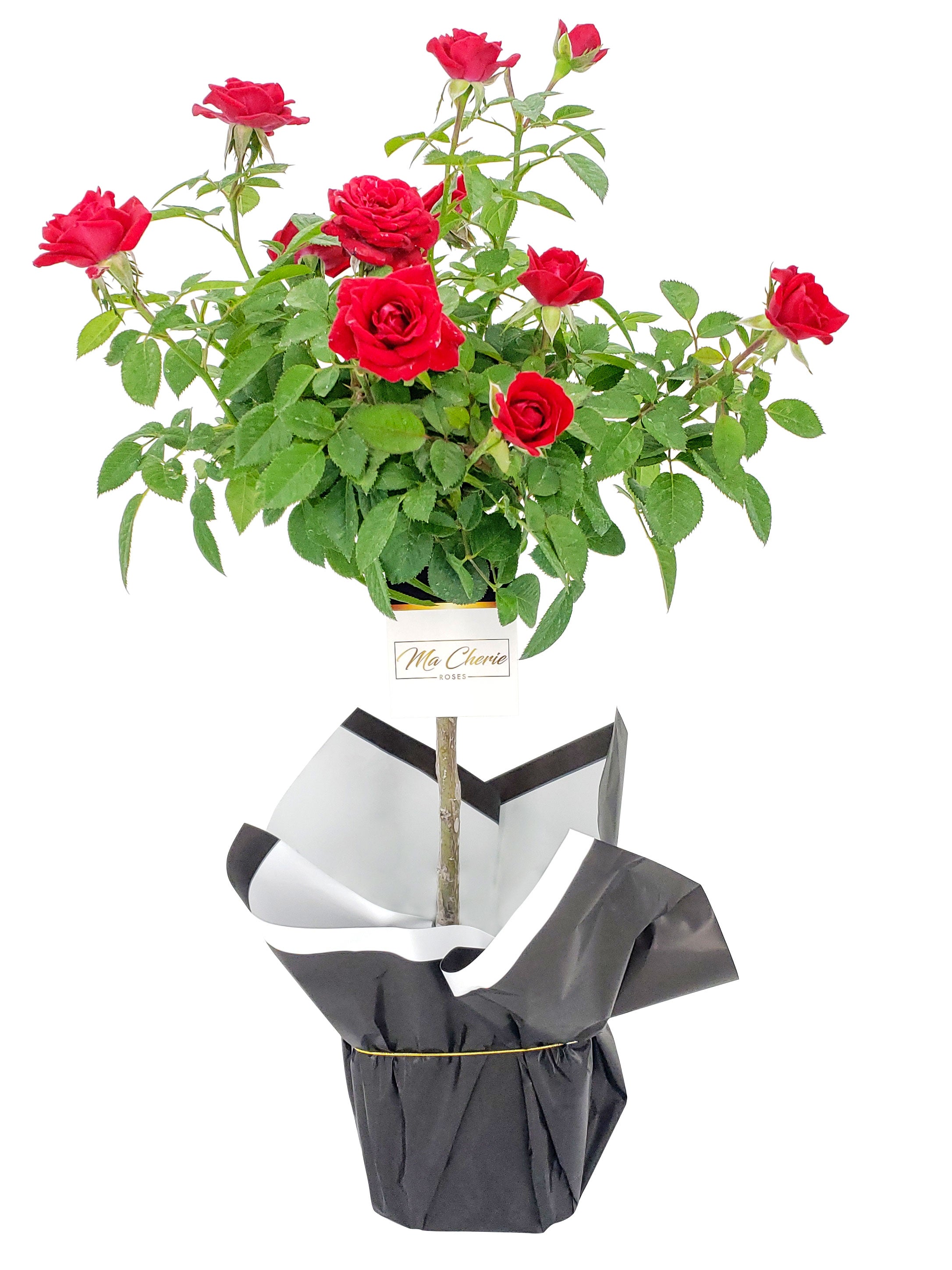 Pink Lemonade Floral Mini Tree Rose - Ma Cherie Roses