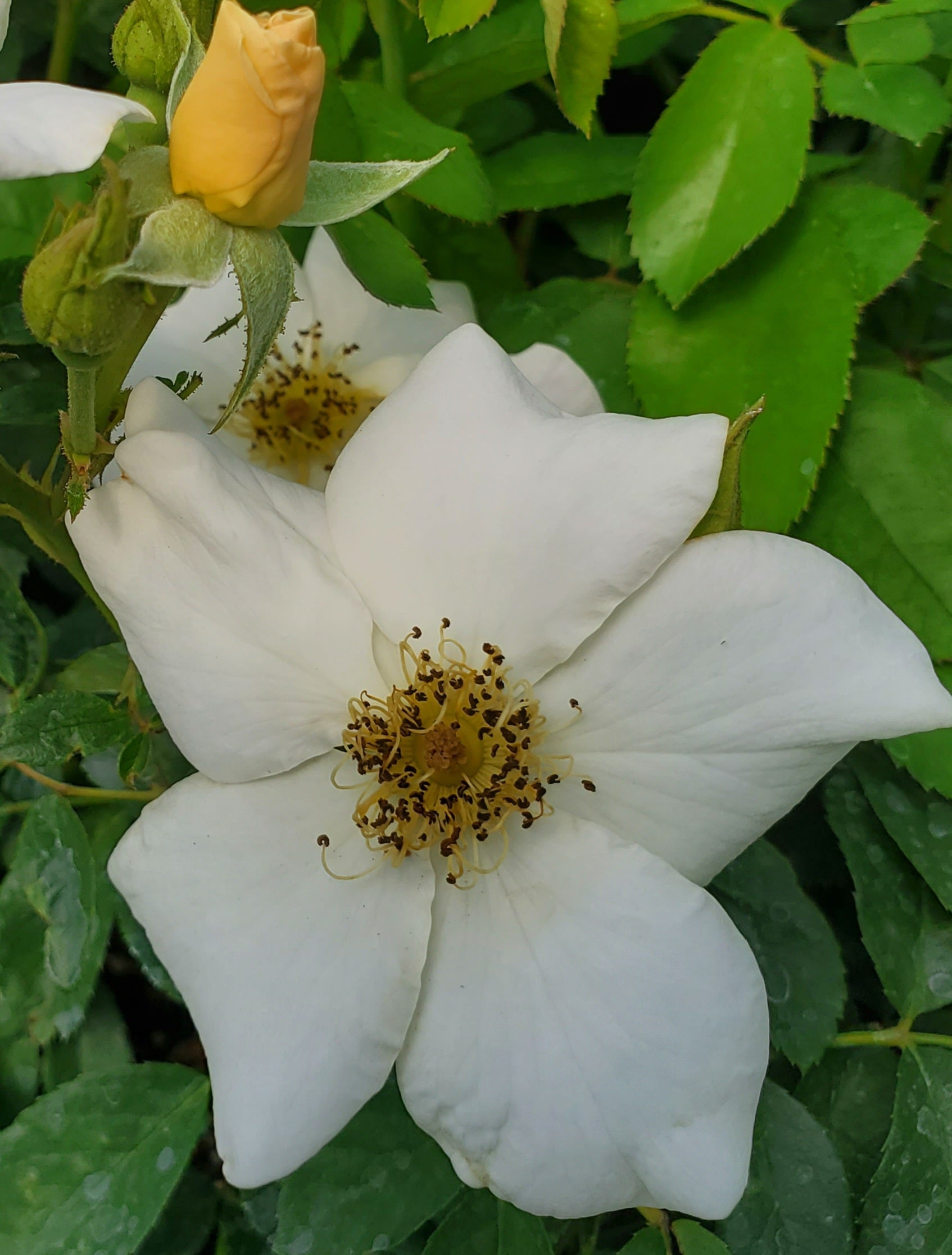 Sally Holmes - 2 Quart Live Plant - Ma Cherie Roses