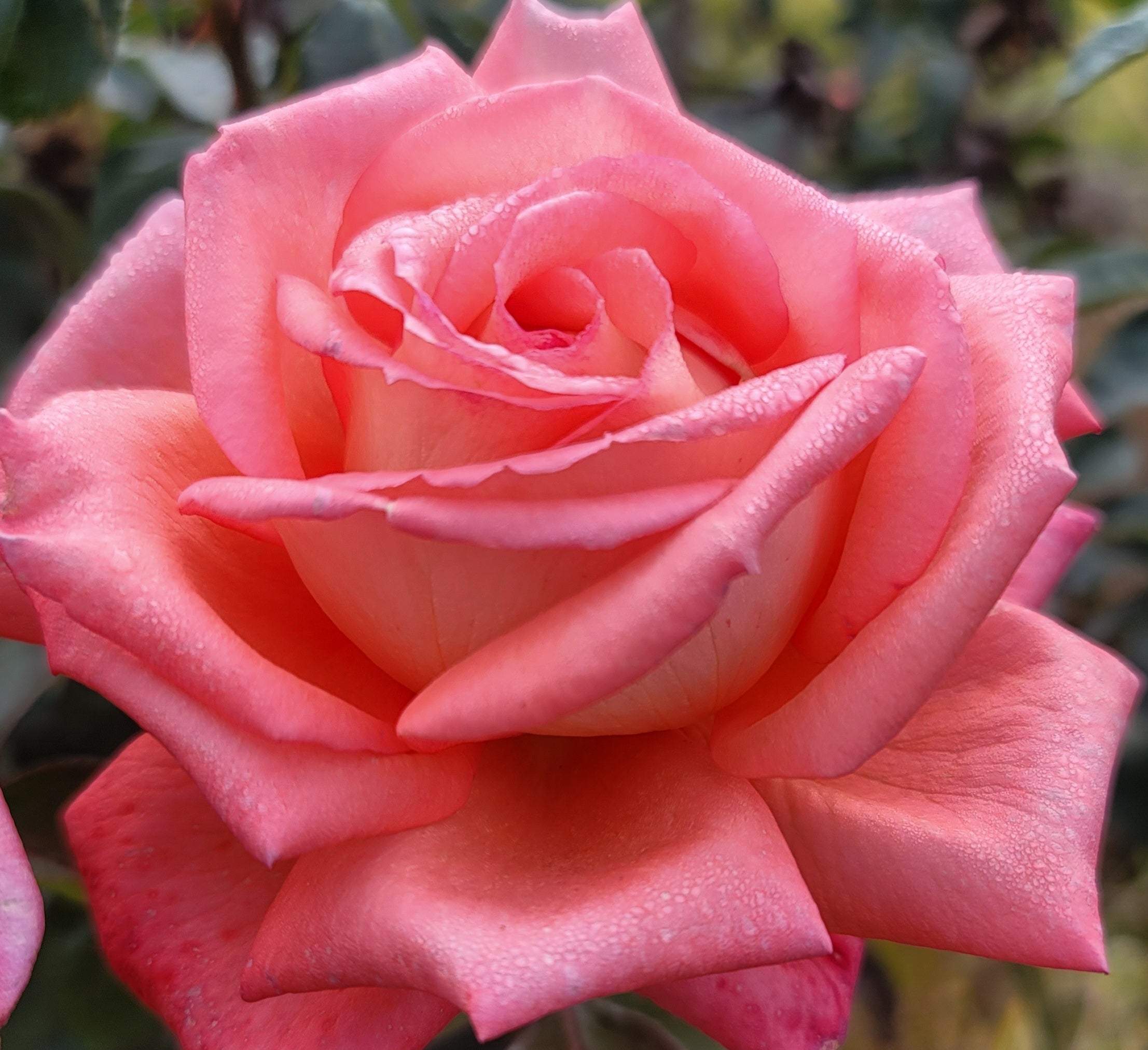 Tenerife - 2 Quart Rose Potted Live Plant - Ma Cherie Roses