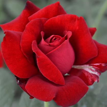 Don Juan - 2 Quart Rose Potted Live Plant - Ma Cherie Roses
