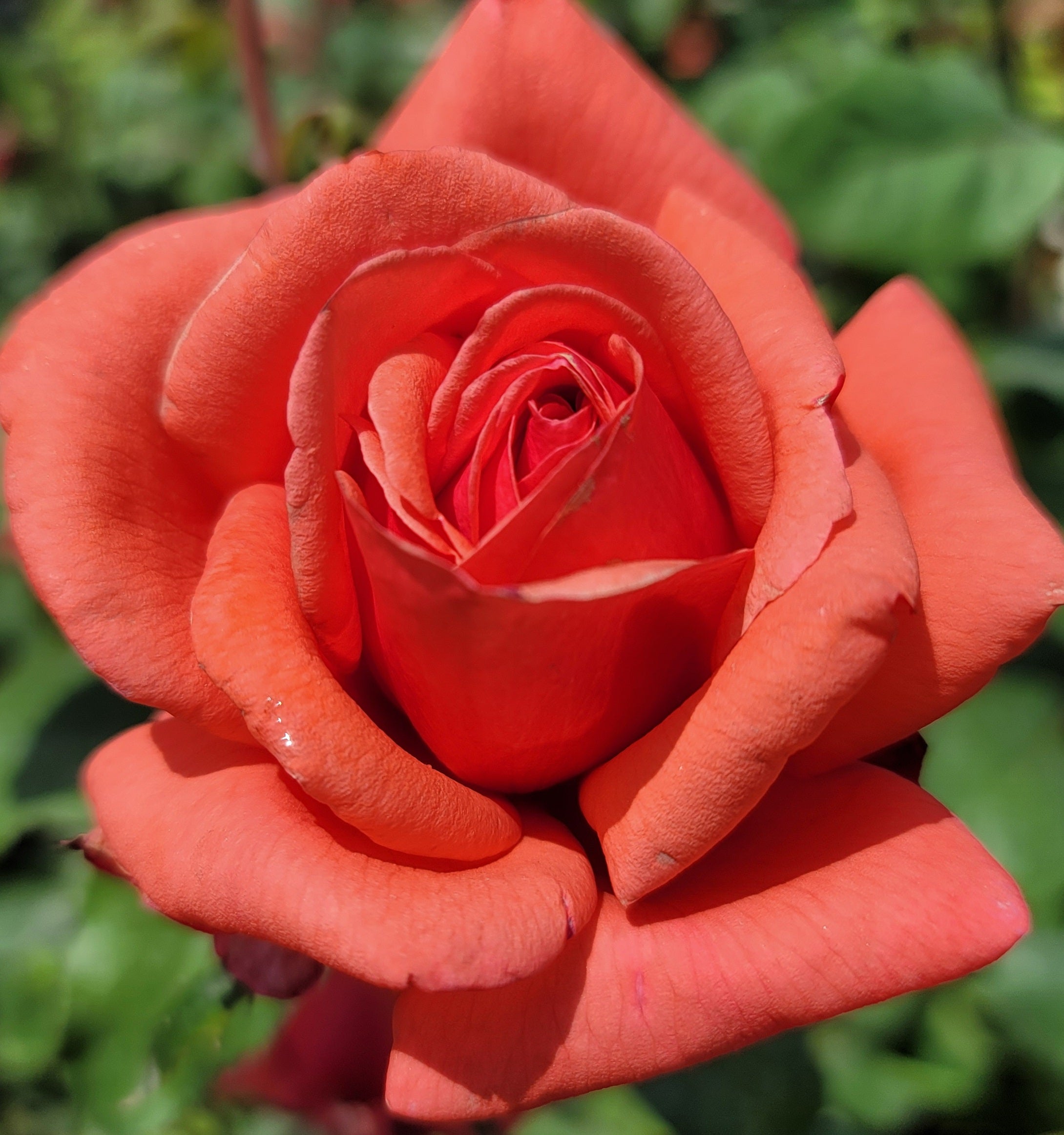 Fragrant Cloud - 2 Quart Rose Potted Live Plant - Ma Cherie Roses