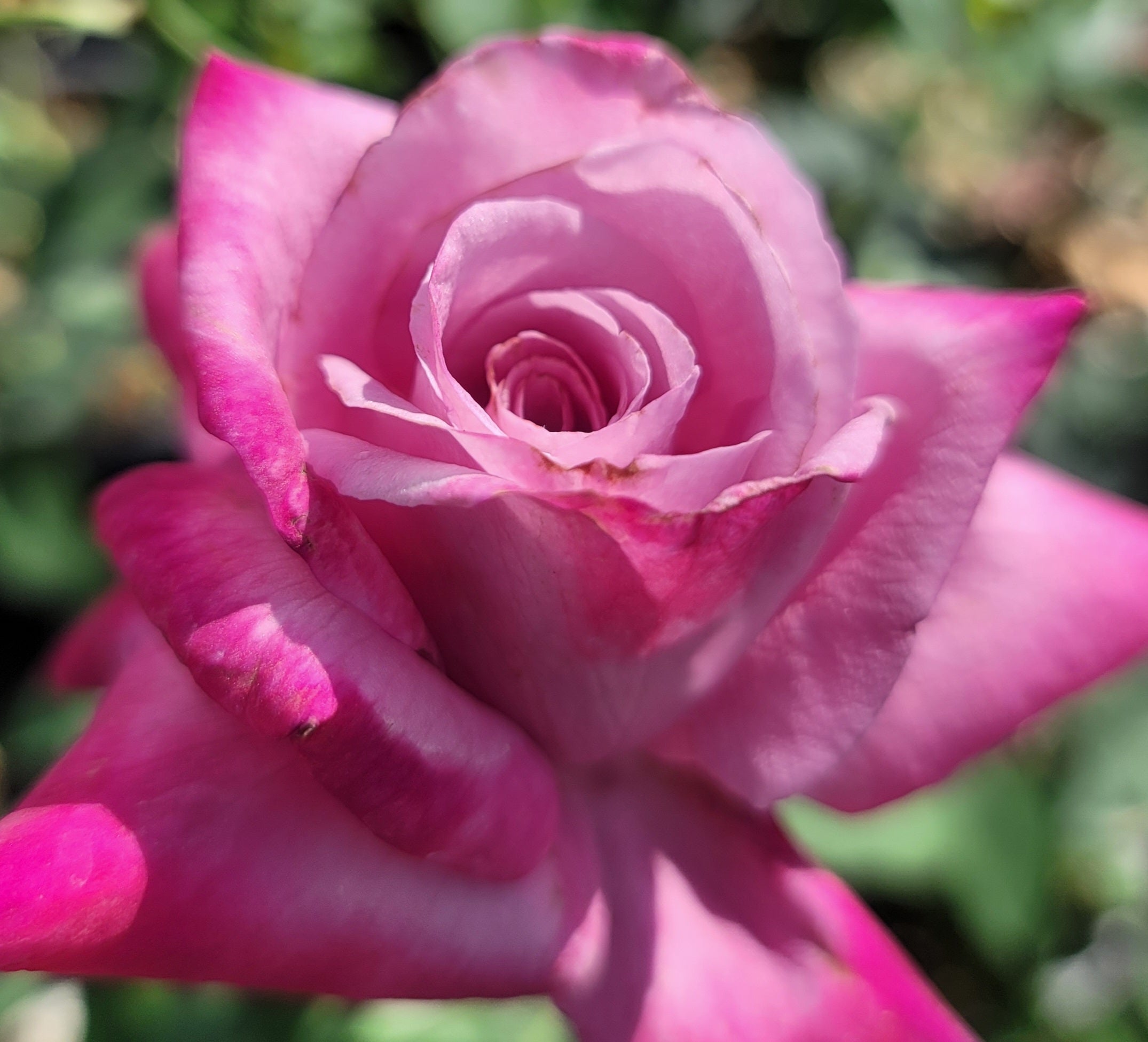 Fragrant Plum - 2 Quart Rose Potted Live Plant - Ma Cherie Roses